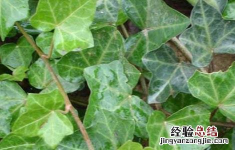 常春藤室外可以种植吗 常春藤能在室内养殖吗