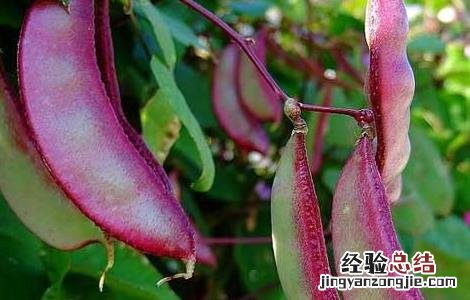 扁豆中毒怎么办 扁豆食物中毒怎么办