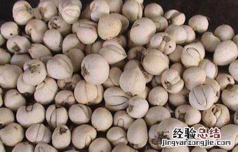 知母贝母的故事和启示感悟 知母贝母的故事和启示