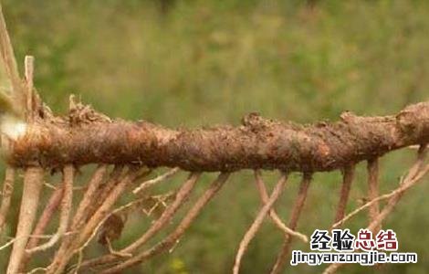 知母贝母的故事和启示感悟 知母贝母的故事和启示