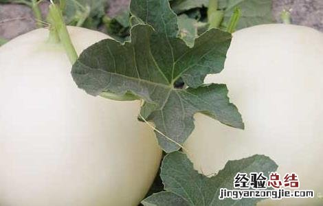 甜瓜吃了会上火吗 吃甜瓜上火吗?