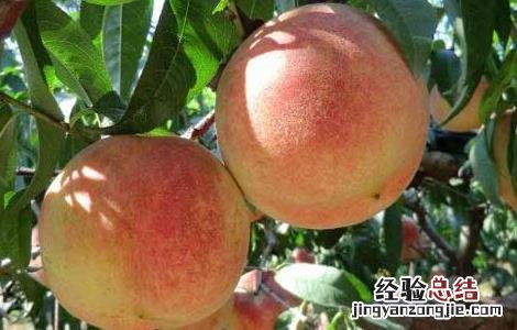吃桃子有什么好处 吃桃子有什么好处和功效