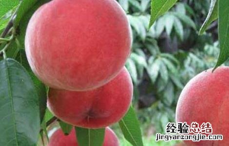 吃桃子有什么好处 吃桃子有什么好处和功效
