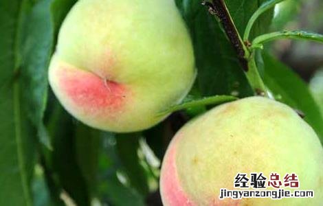 吃桃子有什么好处 吃桃子有什么好处和功效