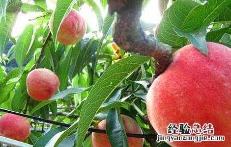 吃桃子有什么好处 吃桃子有什么好处和功效