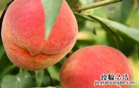 桃子吃多了会怎么样? 桃子吃多了会怎么样