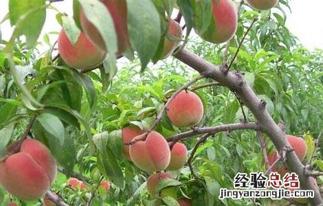 桃子吃多了会怎么样? 桃子吃多了会怎么样