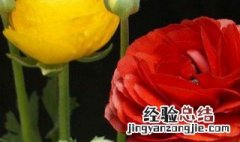 3月养什么花 三月份养什么花