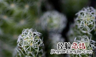银手指的繁殖方法 银手指怎样繁殖