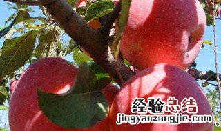 短枝富士如何修剪好看 短枝富士如何修剪