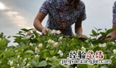 茉莉花怎样栽培 茉莉花怎样栽培?