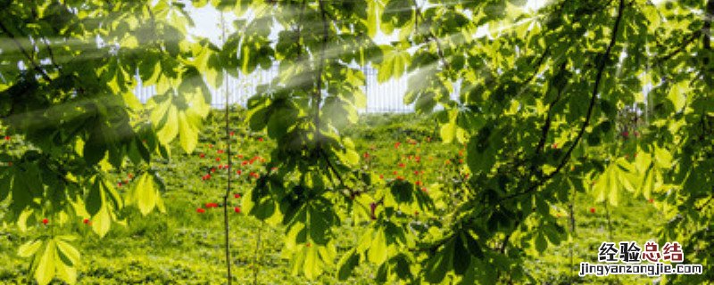 板栗种植条件 板栗种植气候条件