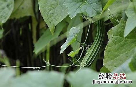 丝瓜美容功效和美容方法 丝瓜美容功效和美容方法