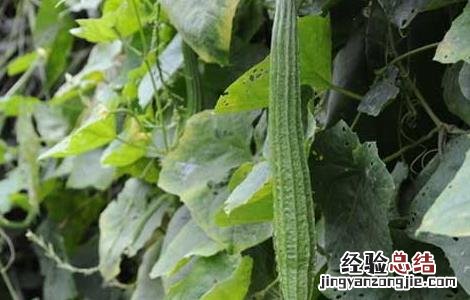 丝瓜美容功效和美容方法 丝瓜美容功效和美容方法