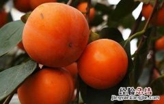 水果柿子吃多了会怎么样 柿子吃多了会怎么样