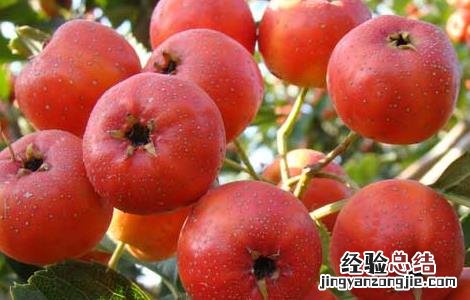 苦瓜片和山楂片泡水喝的功效 山楂片泡水喝的功效