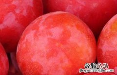 李子吃多了会怎么样 李子吃多了会怎么样会拉肚子吗