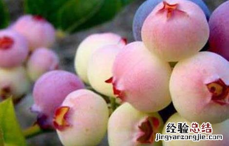 蓝莓怎么清洗才能洗得干净 蓝莓怎么洗干净