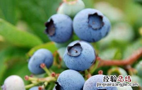 蓝莓怎么清洗才能洗得干净 蓝莓怎么洗干净
