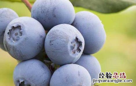 蓝莓怎么清洗才能洗得干净 蓝莓怎么洗干净