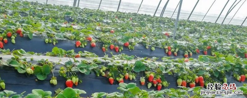 无土栽培草莓种植技术 无土栽培草莓种植技术农广天地