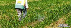 打除草剂什么天气最好 打除草剂天气要多少度才合适