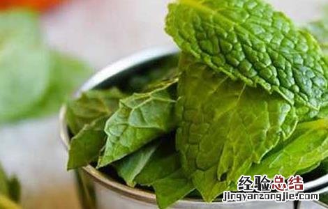 薄荷的减肥方法是什么 薄荷的减肥方法