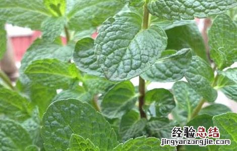 薄荷的减肥方法是什么 薄荷的减肥方法