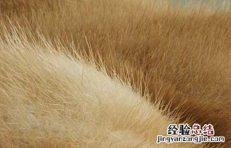 水貂皮的鉴别和保养方法图解 水貂皮的鉴别和保养方法