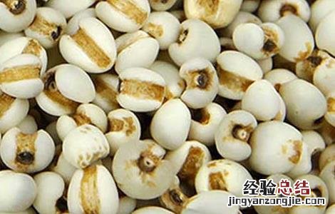薏米仁可以减肥吗 薏米仁能减肥吗