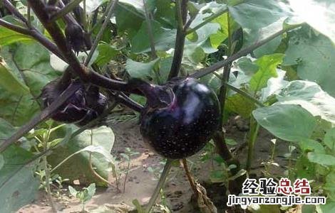 茄子有毒吗 不熟的茄子有毒吗