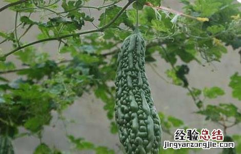苦瓜可以生吃吗有什么功效禁忌 苦瓜可以生吃吗