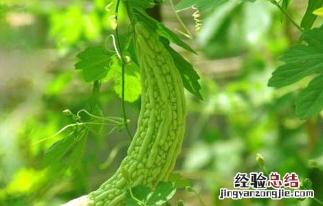 苦瓜可以生吃吗有什么功效禁忌 苦瓜可以生吃吗