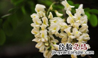 槐花种子怎么种 槐花种子怎么种植