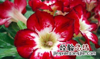 沙漠玫瑰怎么水培 沙漠玫瑰怎么水培?