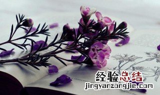 期诺是什么意思 期诺的意思
