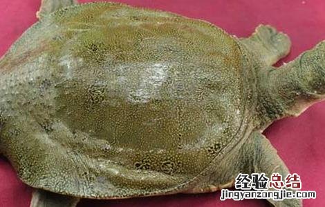吃甲鱼过敏怎么办 吃甲鱼过敏怎么办有什么达效药
