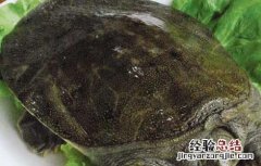 甲鱼怎么杀和如何选购 甲鱼应该怎样杀