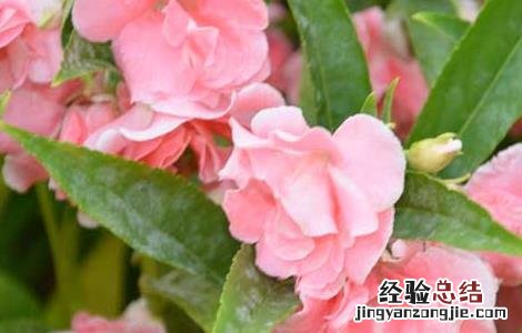 凤仙花能治疗灰指甲吗图片 凤仙花能治疗灰指甲吗