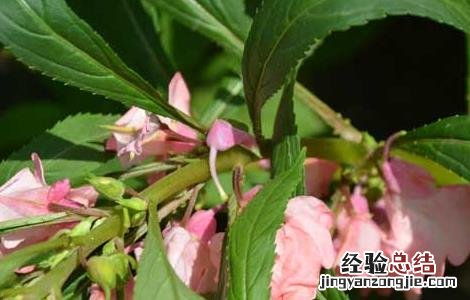 凤仙花能治疗灰指甲吗图片 凤仙花能治疗灰指甲吗
