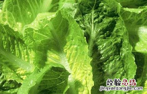 莴笋叶子怎么吃 莴笋叶子能吃吗