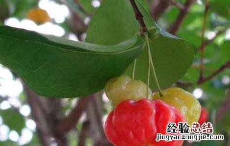 灯笼果怎么吃最好 灯笼果吃什么好