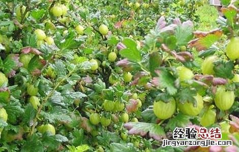 灯笼果怎么吃最好 灯笼果吃什么好
