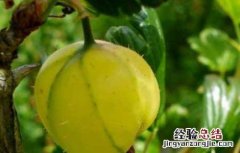 灯笼果怎么吃最好 灯笼果吃什么好