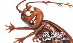 除蟑螂小妙招 除蟑螂小妙招如何快速灭蟑螂