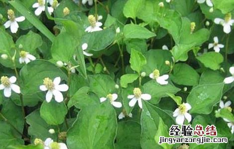鱼腥草去痘痘吗 鱼腥草能祛痘吗