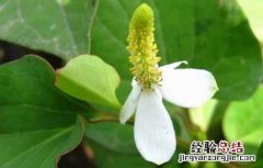 鱼腥草去痘痘吗 鱼腥草能祛痘吗