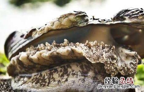 鲍鱼的处理方法 鲍鱼的处理方法有哪些