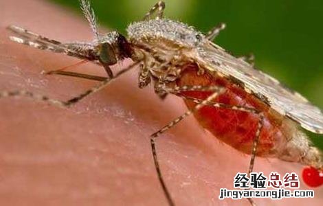 蚊子为什么要吸血才能生宝宝 蚊子为什么要吸血