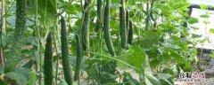 秋季露地黄瓜种植技术 露地秋黄瓜种植时间